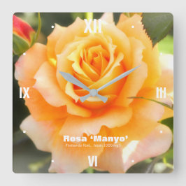 Rosa ‘Manyo’：Acrylic Wall Clock スクエア壁時計