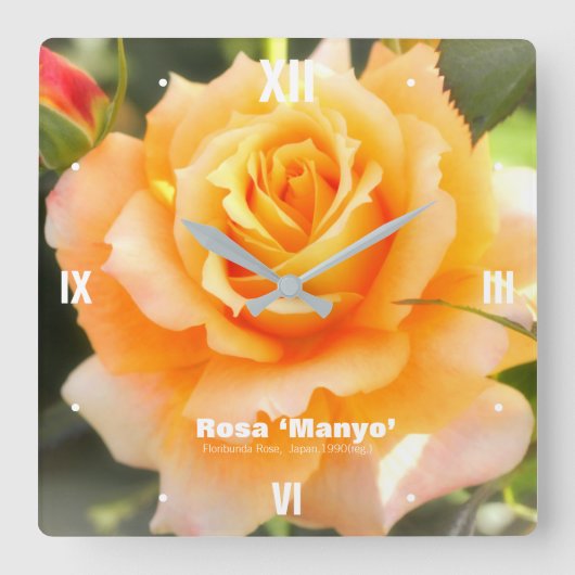 Rosa ‘Manyo’:Acrylic Wall Clock スクエア壁時計 (正面)