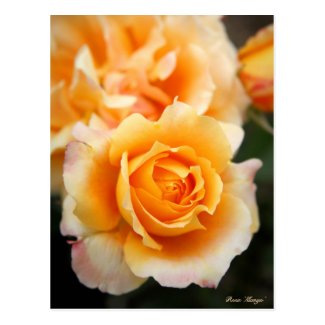 Rosa ‘Manyo’：Postcard ポストカード