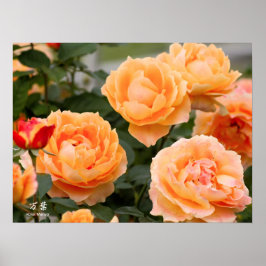 Rosa ‘Manyo’：Poster ポスター