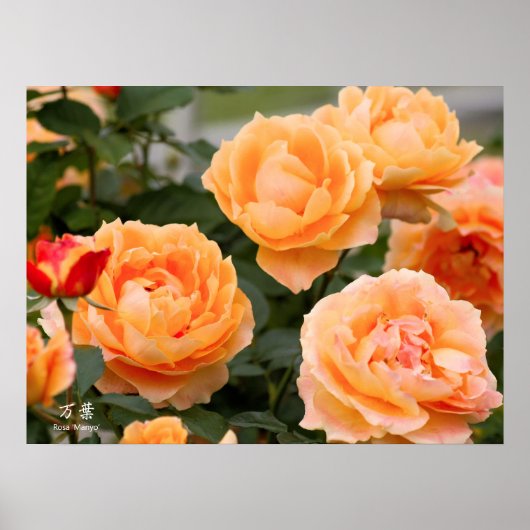 Rosa ‘Manyo’:Poster ポスター (正面)