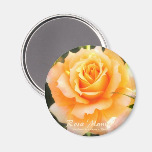 Rosa ‘Manyo’：Round Magnet マグネット (正面/裏面)