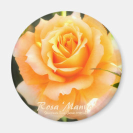 Rosa ‘Manyo’：Round Magnet マグネット