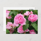 Rosa Mary Rose ポストカード (正面/裏面)