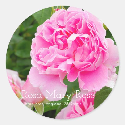 Rosa Mary Rose [Round Seal] ラウンドシール (正面)