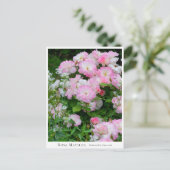 Rosa Matilda ポストカード (スタンド正面)