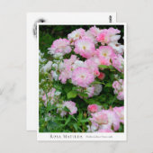 Rosa Matilda ポストカード (正面/裏面)