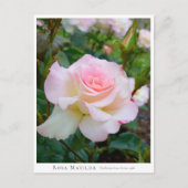 Rosa Matilda ポストカード (正面)
