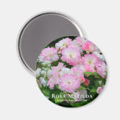 Rosa Matilda マグネット (正面/裏面)