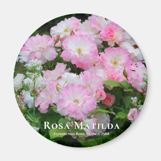Rosa Matilda マグネット (正面)