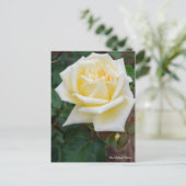 Rosa McGredy's Yellow [Postcard] ポストカード (スタンド正面)