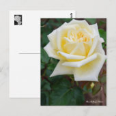 Rosa McGredy's Yellow [Postcard] ポストカード (正面/裏面)