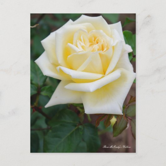 Rosa McGredy's Yellow [Postcard] ポストカード (正面)