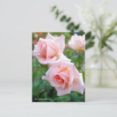 Rosa Michele Meilland [Postcard] ポストカード (スタンド正面)