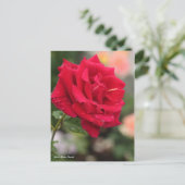 Rosa Mister Lincoln ポストカード (スタンド正面)