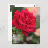 Rosa Mister Lincoln ポストカード (正面/裏面)