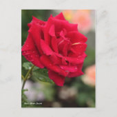 Rosa Mister Lincoln ポストカード (正面)
