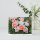 Rosa Mrs. Iris Clow ポストカード (スタンド正面)