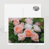 Rosa Mrs. Iris Clow ポストカード (正面/裏面)
