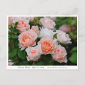 Rosa Mrs. Iris Clow ポストカード (正面)
