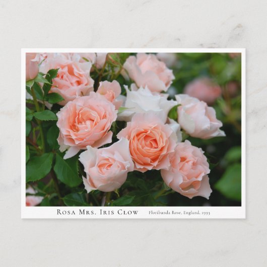 Rosa Mrs. Iris Clow ポストカード (正面)