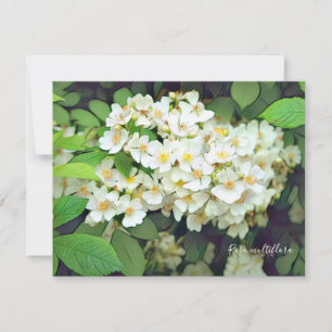 Rosa multiflora［Flat Card］