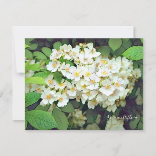 Rosa multiflora［Flat Card］ (正面)