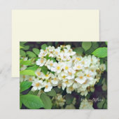 Rosa multiflora［Flat Card］ (正面/裏面)