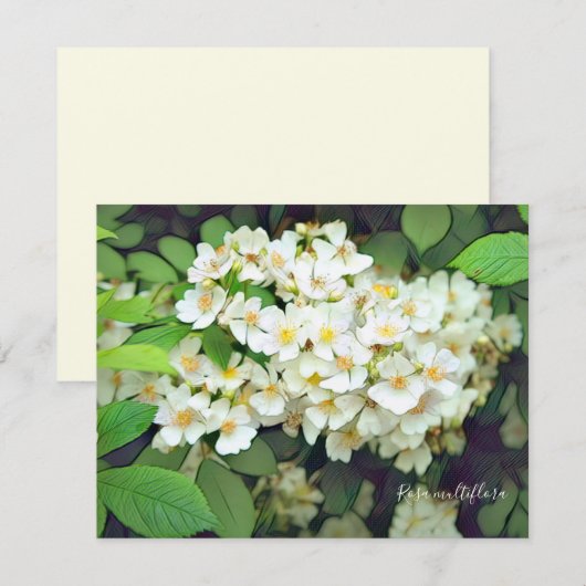 Rosa multiflora［Flat Card］ (正面/裏面)