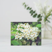 Rosa multiflora［Flat Card］ (スタンド正面)
