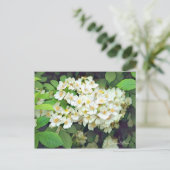Rosa multiflora [Postcard] ポストカード (スタンド正面)