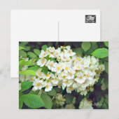 Rosa multiflora [Postcard] ポストカード (正面/裏面)