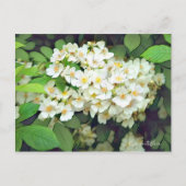 Rosa multiflora [Postcard] ポストカード (正面)