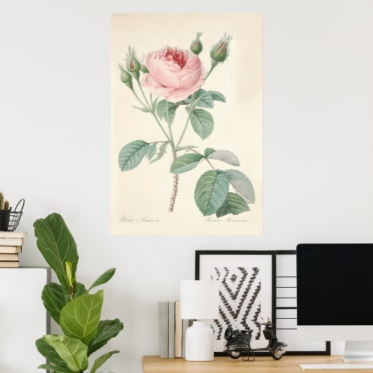 Rosa Muscosaポスター ポスター (ホームオフィス)