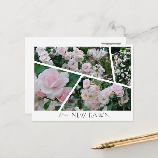 Rosa New Dawn ポストカード (正面/裏面インサイチュ)