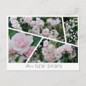 Rosa New Dawn ポストカード (正面)