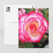 Rosa Nicole［Postcard］ ポストカード (正面/裏面)