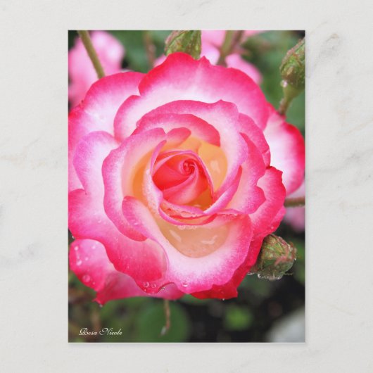 Rosa Nicole［Postcard］ ポストカード (正面)