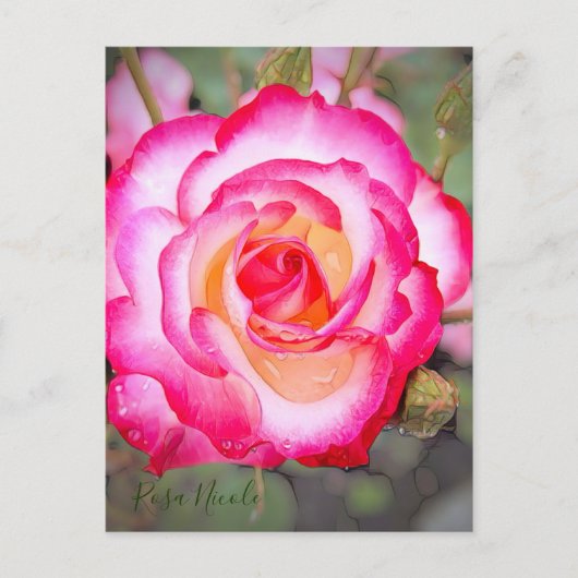 Rosa Nicole [Postcard] ポストカード (正面)