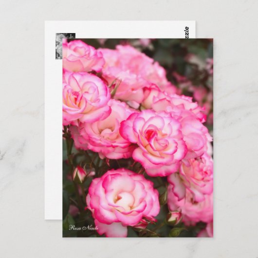 Rosa Nicole [Postcard] ポストカード (正面/裏面)