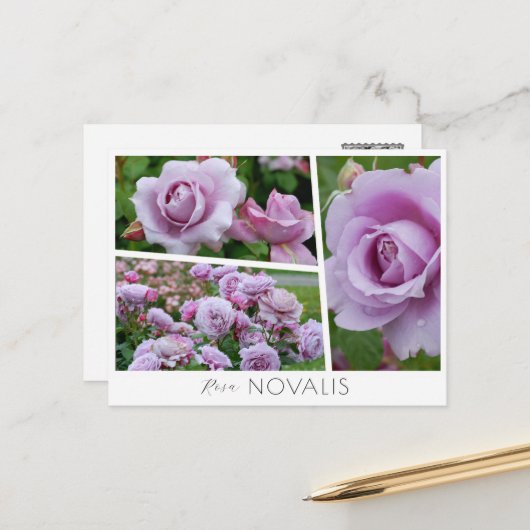 Rosa Novalis ポストカード (正面/裏面インサイチュ)