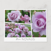 Rosa Novalis ポストカード (正面)