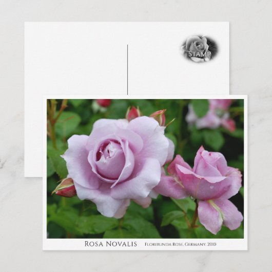 Rosa Novalis ポストカード (正面/裏面)