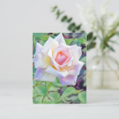 Rosa Ophelia [Postcard] ポストカード (スタンド正面)