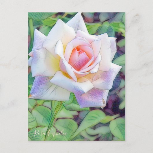 Rosa Ophelia [Postcard] ポストカード (正面)