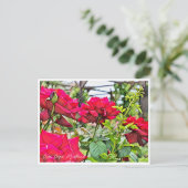 Rosa Papa Meilland ポストカード (スタンド正面)