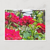 Rosa Papa Meilland ポストカード (正面)