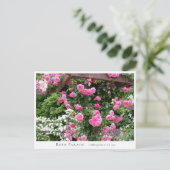 Rosa Parade ポストカード (スタンド正面)