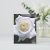 Rosa Pascali ポストカード (スタンド正面)