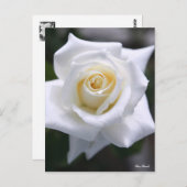 Rosa Pascali ポストカード (正面/裏面)